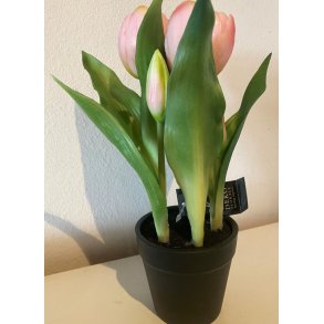 DEKO FLORALE, Tulipan, lyserd (naturtro), i sort potte
