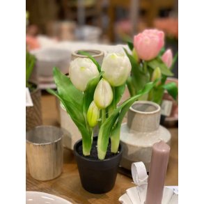 DEKO FLORALE, Tulipan, hvid/grn(naturtro), i sort potte
