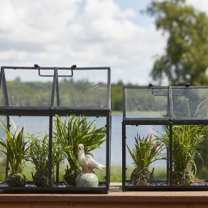 Speedtsberg, Grsplante p rod, H20cm