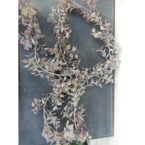DEKO FLORALE, Guirlande med blade og br, 180cm.