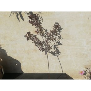 DEKO FLORALE, Gren med blade og br, 65cm.