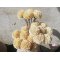 DEKO FLORALE, Dahlia, 7 stilke, 30 cm, beige