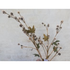 DEKO FLORALE, Gren med blomster, Sanicula, 68 cm, beige