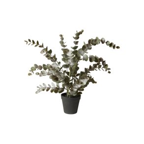 Speedtsberg, Eukalyptus potteplante, H54 cm.