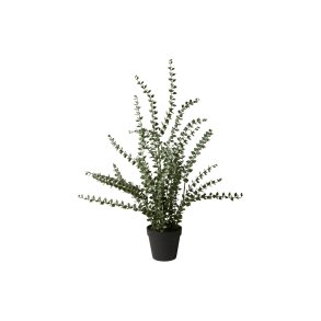 Speedtsberg, Potteplante, H72 cm.