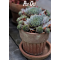 POT OL�, Potte, New Generation Retro
