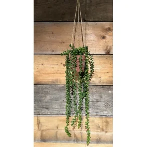 La Vida, Kunstig hngeplante