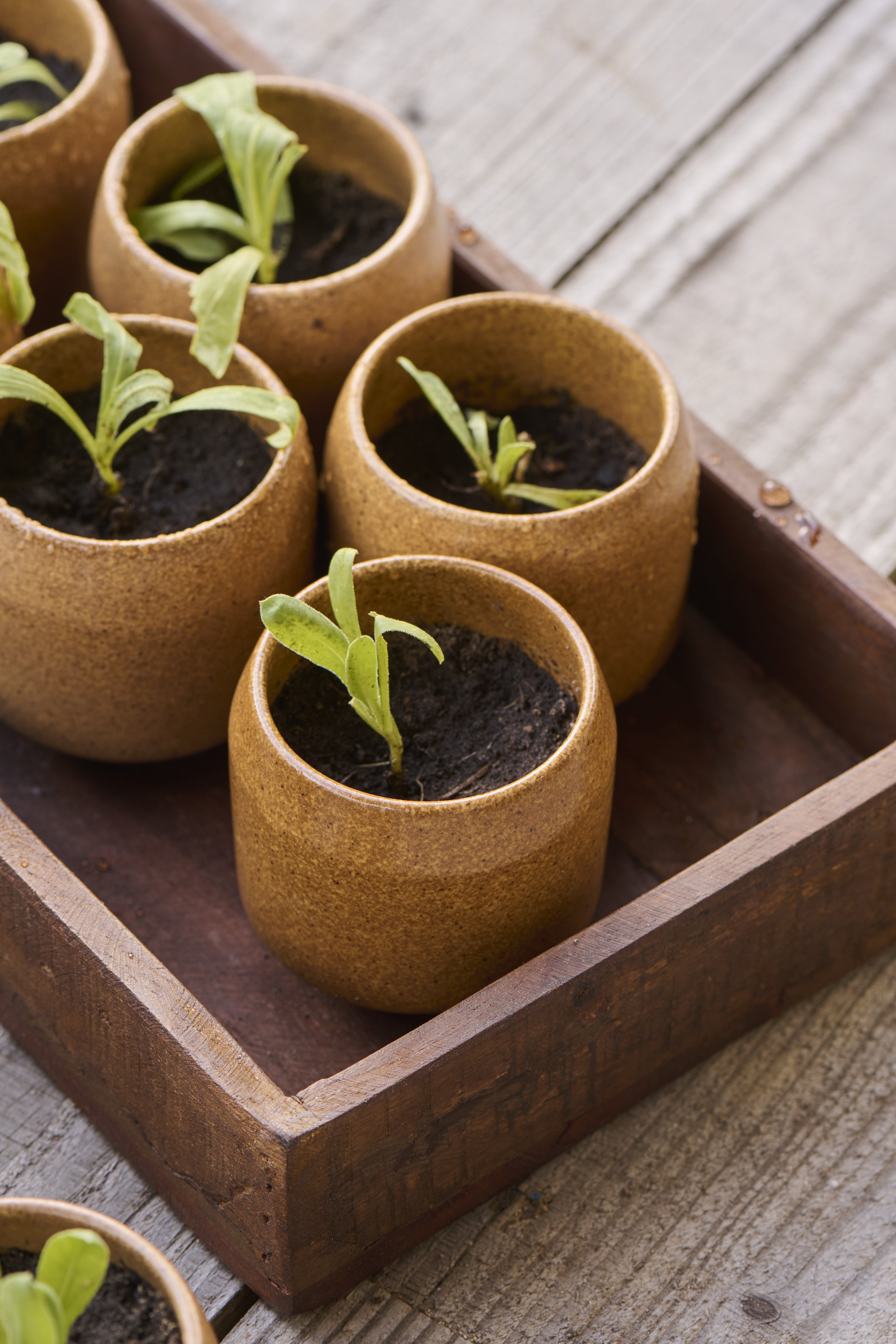 Ib Laursen Tr�kasse, UNIKA