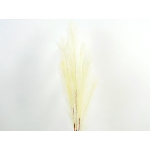 DEKO FLORALE, Pampas grsgren, 70 cm, champagne