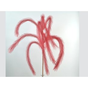 DEKO FLORALE, Pampas hngegrs, 139cm, lyserd