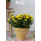 POT OL�, Potte, La Plage, Yellow