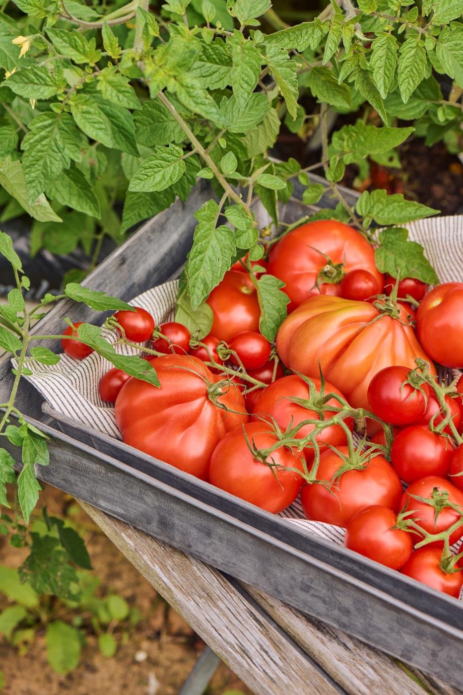 Ib Laursen, Bakke, zink, Urban Garden