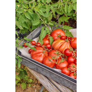 Ib Laursen, Bakke, zink, Urban Garden