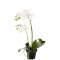 Mr Plant, Kunstig orkid�, Phalaenopsis, H45 cm, Hvid