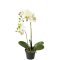 Mr Plant, Kunstig orkid�, Phalaenopsis, H45 cm, Gr�nlig
