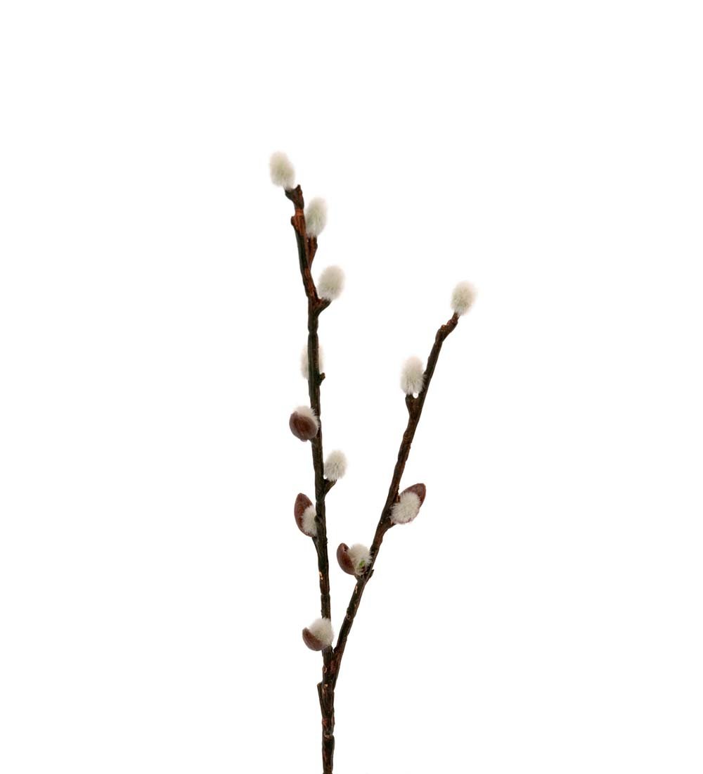 Mr Plant, Pil, 36 cm