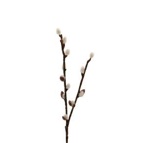 Mr Plant, Pil, 36 cm