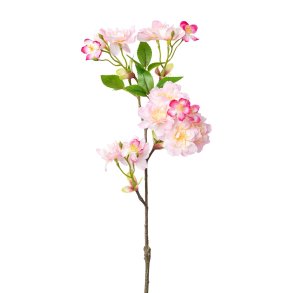 Barbara, Kirsebrgren, rosa, 50 cm