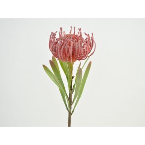 DEKO FLORALE, Protea, 43 cm. lyserd