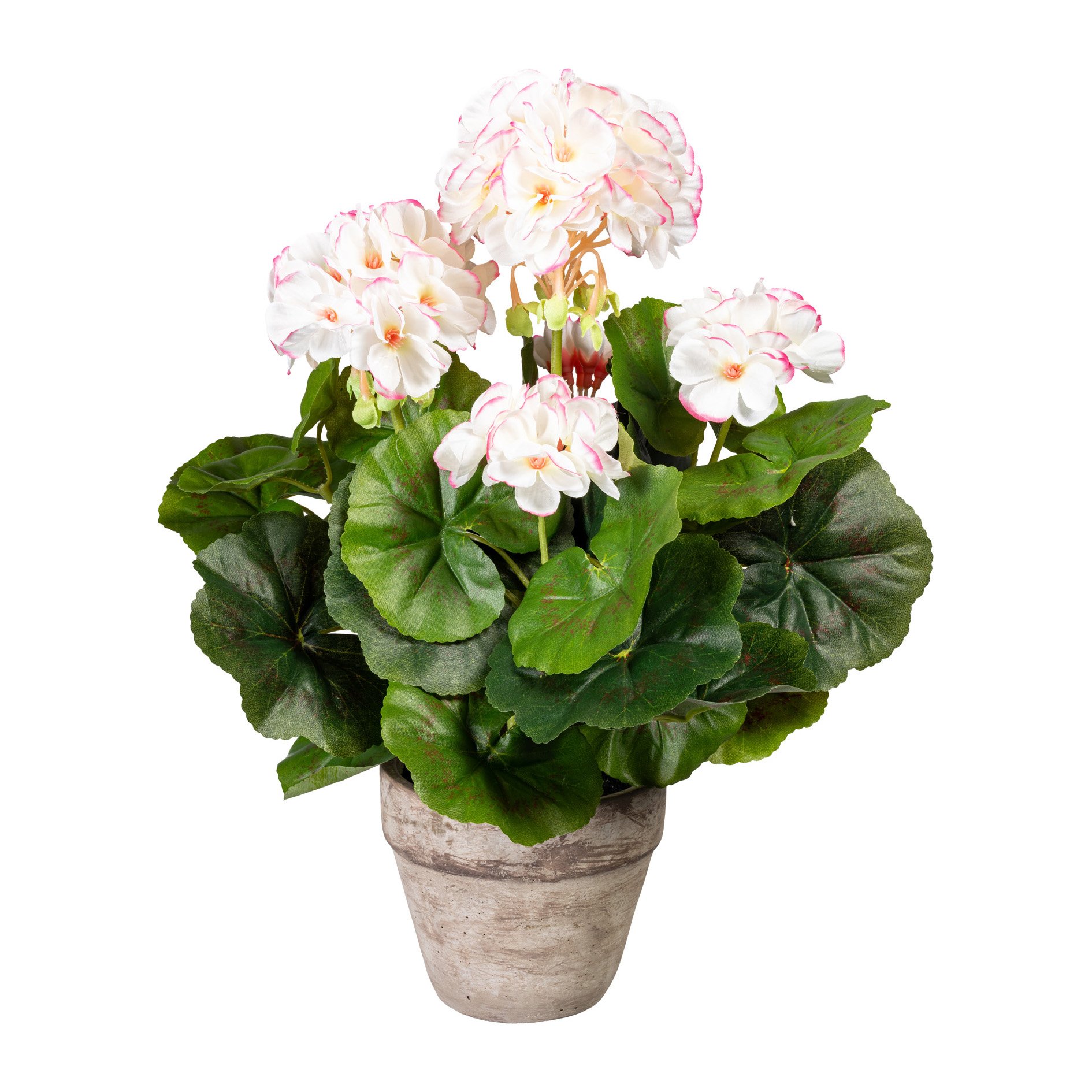 Barbara, Geranium busk i potte, rosa/hvid, H35 cm.
