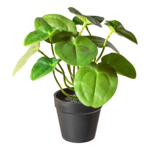 Barbara, Pilea i potte, H21 cm.