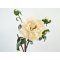 DEKO FLORALE, Kunstig pon, 60 cm., cream