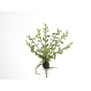 DEKO FLORALE, Kunstigt sukkulent p bold, 27 cm