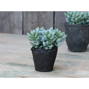 Chic Antique, Fleur Sukkulent