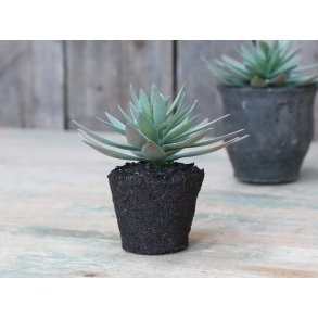Chic Antique, Fleur Sukkulent - stikkende blade