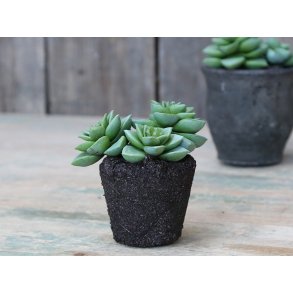 Chic Antique, Fleur Sukkulent