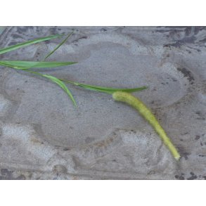 Chic Antique, Fleur grsstr