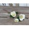 Chic Antique, Fleur julerose - hvid