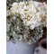 Chic Antique, Fleur Hortensia med blade, H80 cm., creme