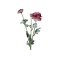 Chic Antique, Fleur Ranunkel, H48 cm., Rosa