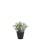 Chic Antique, Fleur plante, H18 cm
