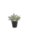 Chic Antique, Fleur plante, H23 cm