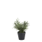 Chic Antique, Fleur plante, H25 cm
