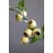 Chic Antique, Fleur Gren med havtorn