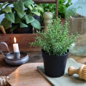 Chic Antique, Fleur, Kunstig rosmarin