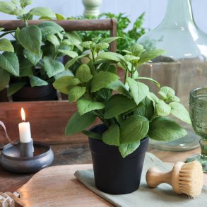 Chic Antique, Fleur, Kunstig mynte