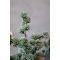 Chic Antique, Fleur Cedertr med sne