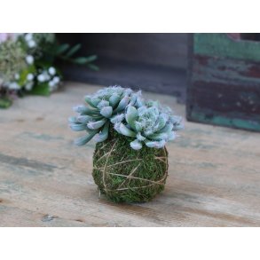 Chic Antique, Huslg med moskugle