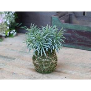 Chic Antique, Fleur plante med moskugle