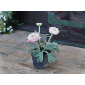 Chic Antique, Fleur Ranunkel i gl. keramik potte