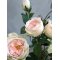 Chic Antique, Fleur Rose i gl. keramik potte, 52cm. 