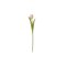 Chic Antique, Fleur Tulipaner, pudder