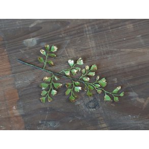 Chic Antique, Fleur sm blade m. glimmer