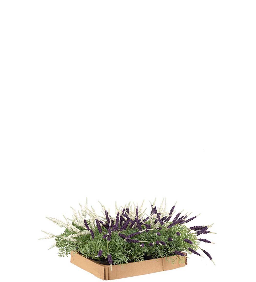 Mr Plant, Lavendel, 1 stk. ass.