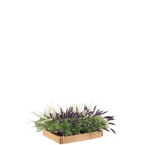 Mr Plant, Lavendel, 1 stk. ass.
