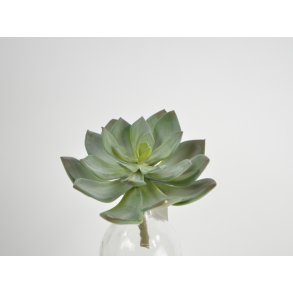 DEKO FLORALE, Kunstig sukkulent, Echeveria, 15 cm, grn